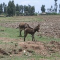 IMG 0483