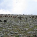 IMG 0623