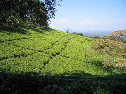 IMG 0684